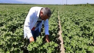 Pamuk üreticilerine yeşil kurt uyarısı