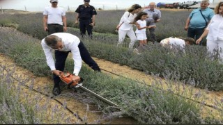 Paşalimanı Adasında lavanta hasadı gerçekleşti