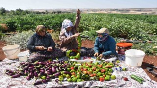 Patlıcan ve biberler kadınların elinde Gaziantepin tescilli lezzeti kurutmalık oluyor