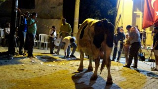 Piste çıkan boğaları para yağmuruna tuttular