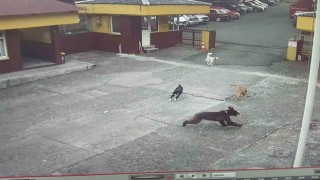 Rizede çay fabrikasına giren yavru ayıyı köpekler kovaladı