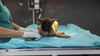 Sahibi tarafından terk edilen köpek, bakımevindeki tedaviyle iyileşiyor