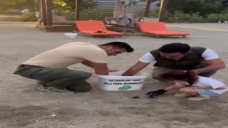 Sahilde mahsur kalan 23 caretta caretta yavrusu denize ulaştırıldı