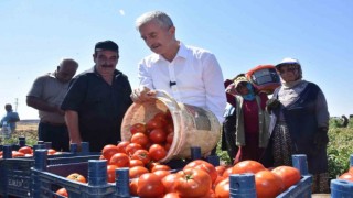 Şahinbeyde domatesin fiyatı tarladan pazara değişmiyor