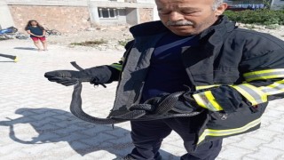 Samandağda eve giren yılanı itfaiye yakaladı