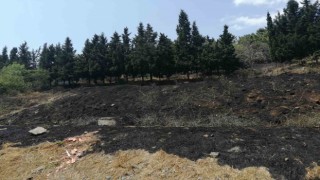 Sancaktepede ormanlık alanda yangın