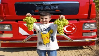 Sarıgölde erkenci üzüm cinslerinde hasat