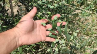 Sarıgöllü genç girişimci bodur zeytin türünü sevdirdi