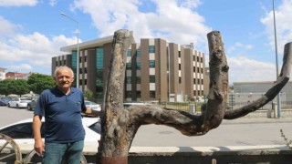 Şekli dikkatini çekti, kestirip bahçesinde yıllarca muhafaza etti