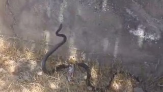 Siirtte sokak ortasında yılan görüldü