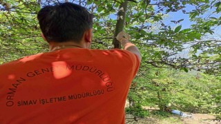 Simavda kestane dal kanseri ile biyolojik mücadele