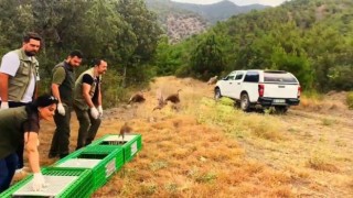 Sinopta 300 kınalı keklik doğaya salındı