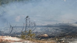 Sinopta orman yangını
