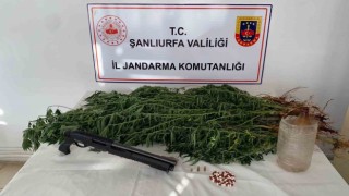Siverekte uyuşturucu operasyonu: 2 gözaltı