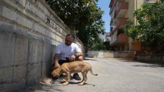 Sokak köpeğine şiddete şahit oldu, üzerine kayıtlı olmadığı için şikayetçi olamadı
