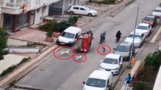 Sokakta köpek çetesi