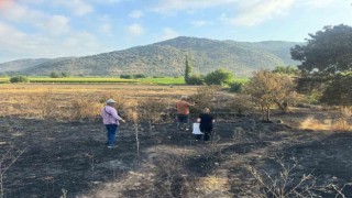 Sökede yangından etkilenen 500 dekarlık zeytinlik alanında hasar tespiti yapıldı