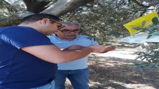 Sökede zararlı sinek tuzakları kontrol edildi