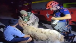 Su kuyusuna düşen keçi kurtarıldı