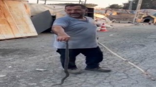 Sultangazide eve girmeye çalışan yılanı kedi engelledi