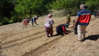 Tavşanlıda Ölmez otu fide teslimi ve dikim işleri yapıldı