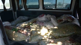 TİGEM sahasından 1,5 ton fıstık çalan şahıslar yakalandı