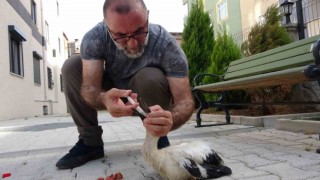 Tokatta bulduğu yaralı yavru leyleği İstanbuldaki evinde besliyor