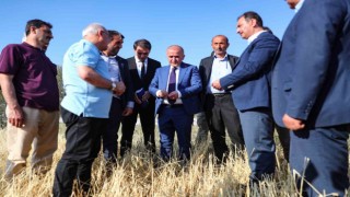 Tokatta şiddetli yağışlar tarım arazilerini vurdu