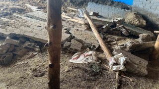 Tuncelide dolu ve sağanak ekili alanlara zarar verdi