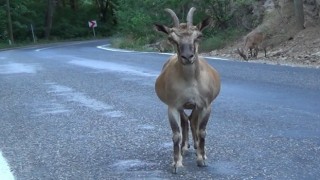 Tuncelide tuz için karayoluna inen koruma altındaki yaban keçileri görüntülendi