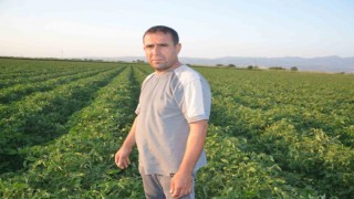 Turgutluda domates üreticisi fiyatları düşük buluyor