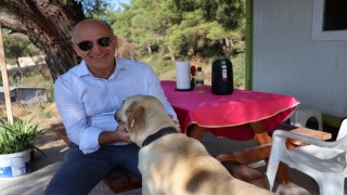 Türkiye 91 Ülkeye Kedi Maması İhraç Ediyor