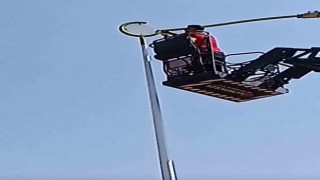 Üniversite personelinden karga kurtarma operasyon