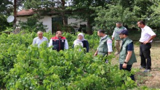 Üzümlü de dolu zarar verdi