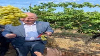 Vali Coşkun bağdan üzüm hasadı yaptı