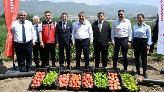 Vali Yılmaz, Domates ve Biber Hasadına Katıldı