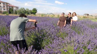 Vanda rengarenk tıbbi bitkilerin hasadı yapıldı