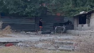 Vatandaşlardan şiddet gören ‘Kadife yeni yuvasında yaşayacak