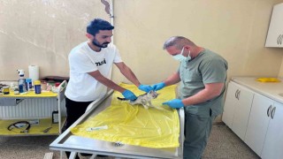 Veteriner ekibinden can dostlar için yoğun mesai