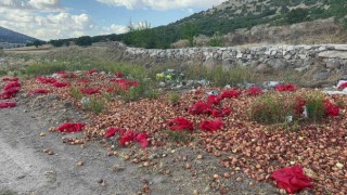 Yaklaşık 2 ton kuru soğanı boş araziye döküp gittiler