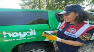 Yalı çapkını tedavi altına alandı