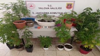 Yalovada evinin terasında kenevir yetiştiren şüpheli yakalandı