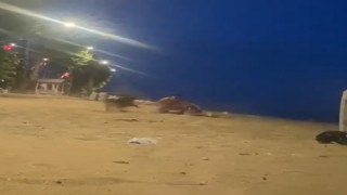 Yalovada sahilde güreş antrenmanı yapan genci köpek ısırdı