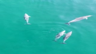 Yalovada yunusların görsel şöleni dronla görüntülendi