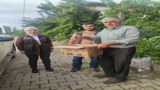 Yaralı bulunan Kerkenez, bakıma alındı