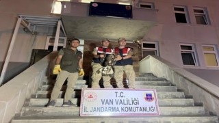 Yaralı halede bulunan Kaya Kartalı tedavi altına alındı