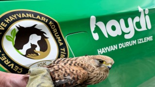 Yaralı Kerkenez Kuşu koruma altına alındı