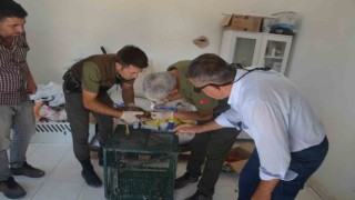 Yaralı kızıl şahin tedavi altına alındı