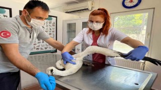 Yaralı leylek Osmangazide şifa buldu