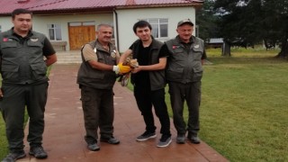 Yaralı şahine ilk müdahale ormancılardan